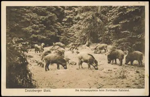 .Nordrhein-Westfalen Am Körnungsplatze beim Forsthause Nassesland 1922