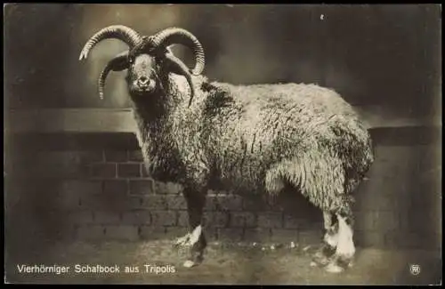 Tiergarten-Berlin Zoologischer Garten Vierhörniger Schafbock aus Tripolis 1930