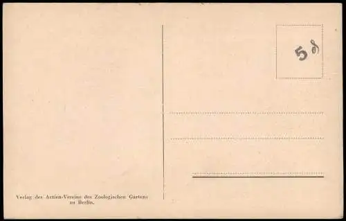 Tiergarten-Berlin Zoologischer Garten Rhinocerosvogel Vogel (Bird) 1930