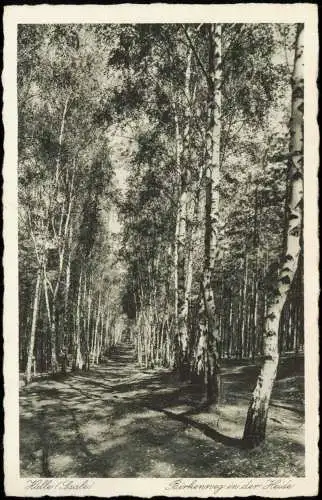 Ansichtskarte Halle (Saale) Birkenweg in der Heide 1941