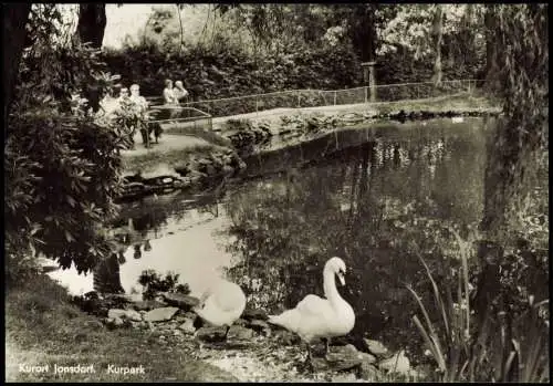 Ansichtskarte Jonsdorf Kuranlagen Kurpark Schwäne Zittauer Gebirge 1975