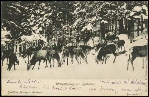 Ramsau bei Berchtesgaden Wildfütterung am Hintersee im Winter 1905