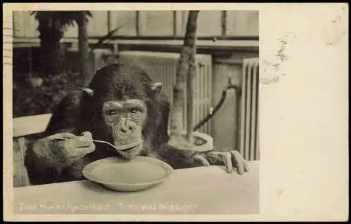 Postcard Kopenhagen København Zoo Affe beim essen 1939