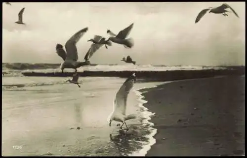 Ansichtskarte Binz (Rügen) Möwen am Strand - Fotokarte 1928