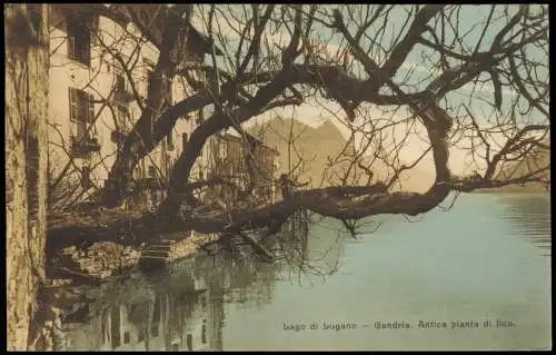 Ansichtskarte Gandria-Lugano Anfica pianta di fico. Luganersee Lago 1914