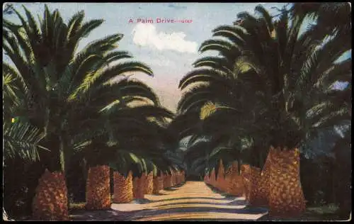 Postcard Kalifornien Allgemein A Palm Drive California USA 1913