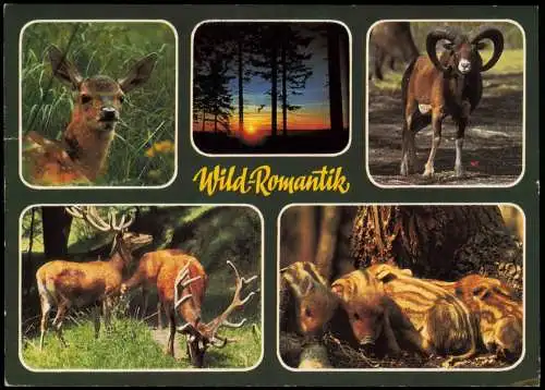 Mehrbild-AK mit Tieren im Wild- und Freizeitparke Schulte-Wrede 1987