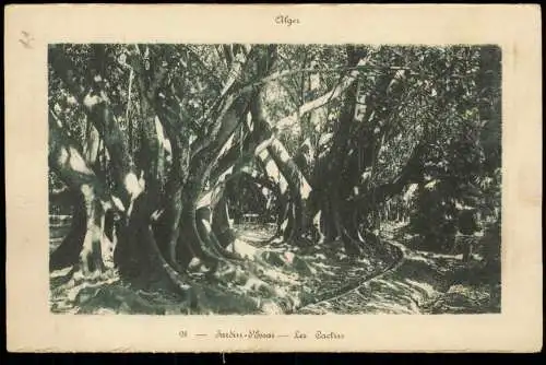 Postcard Algier دزاير Jardin-d'Essai Les Cactus 1926