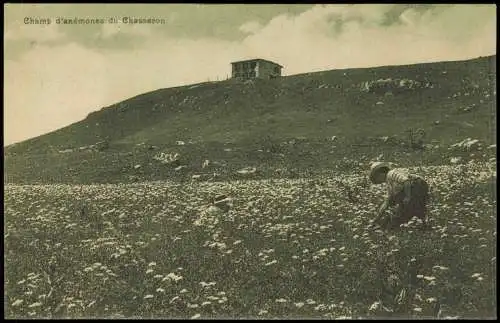 Ansichtskarte .Schweiz Champ d'anémones du Chasseron Hütte 1913  Helvetia Suisse