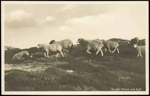 Ansichtskarte Insel Sylt Schafe in den Dünen auf Sylt 1930