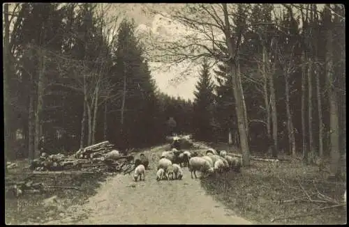 Dorfmark-Bad Fallingbostel Partie im Wildpark Hof Brock Schafe 1928