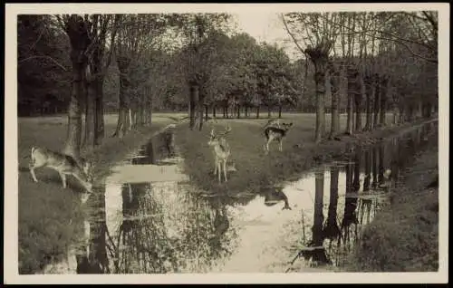 Ansichtskarte Kirchrode-Hannover Wirtschaftsbetrieb Tiergarten 1930