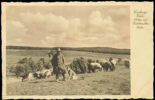 .Niedersachsen Lüneburger Heide Schäfer mit Heidschnuckenherde 1931