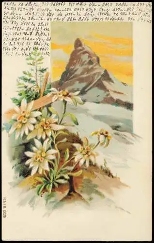 .Schweiz Schweiz Schreckhorn Alpen Künstlerkarte Edelweiß 1906 Prägekarte