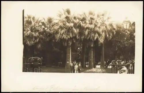 Cartolina Neapel Napoli Unter den Palmen 1912 Privatfoto