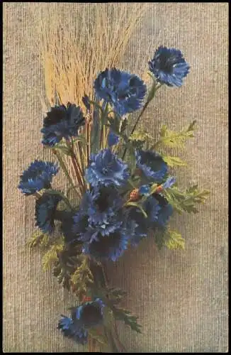 Ansichtskarte  Botanik :: Blumen Naturaufnahme Kornblumen 1914