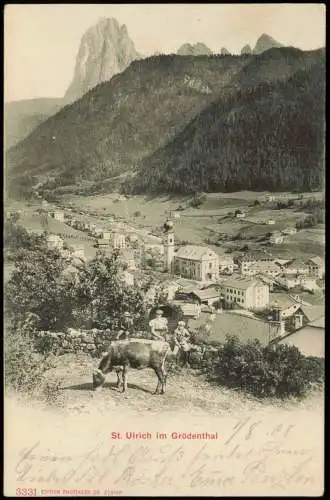 Cartolina St. Ulrich in Gröden Ortisei Kuh vor der Stadt 1908