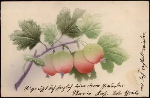 Ansichtskarte  Botanik Stachelberren am Zweig gooseberry 1912 Prägekarte