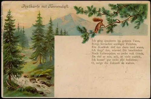 Ansichtskarte  Künstlerkarte Postkarte mit Tannenduft Wald Eichhörnchen 1904