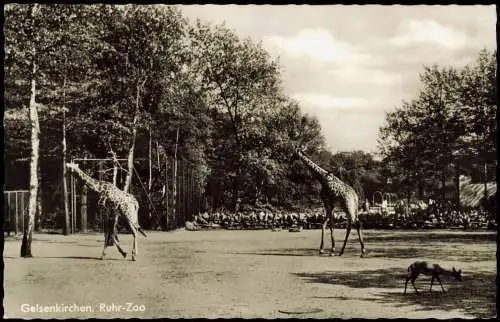 Ansichtskarte Gelsenkirchen Ruhr Zoo - Giraffen 1966