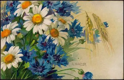 Botanik :: Blumen Künstlerkarte Kornblumen Kamille Ähren A. Haller 1918