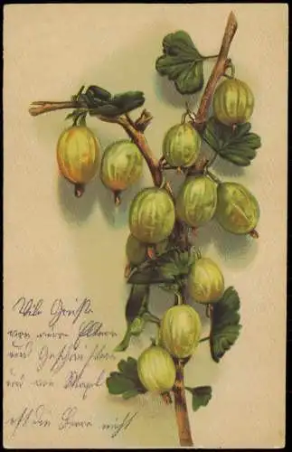 Ansichtskarte  Botanik Stachelbeere Obst gooseberry 1909 Prägekarte