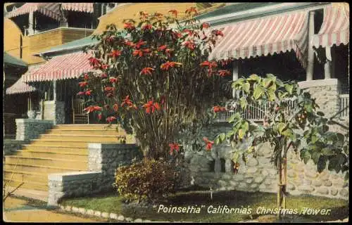 Kalifornien Allgemein Poinsettia California's Christmas Flower 1911