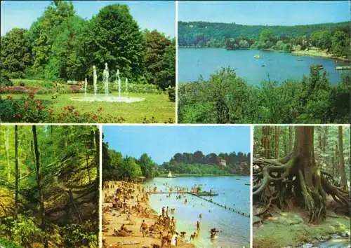 Buckow Märkische Schweiz Im Stadtpark Schermützelsee Wurzelfichte 1980/1977