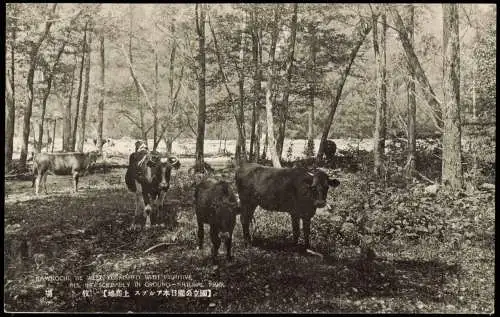 Postcard Japan Japan Nippon 日本 Kamikochi Natural Paek Rinder 1922