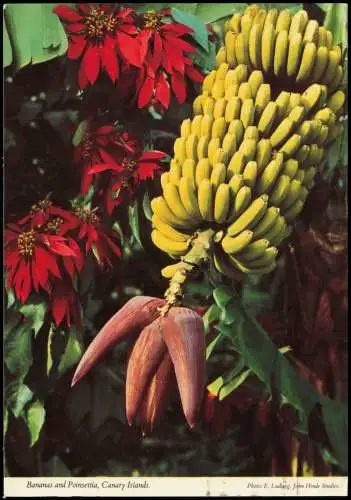 Postale .Teneriffa Bananas and Poinsettia, Canary Islands 1980