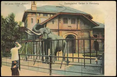 Stellingen-Hamburg Tierpark Hagenbeck Der grosse Elefant Anton 1904