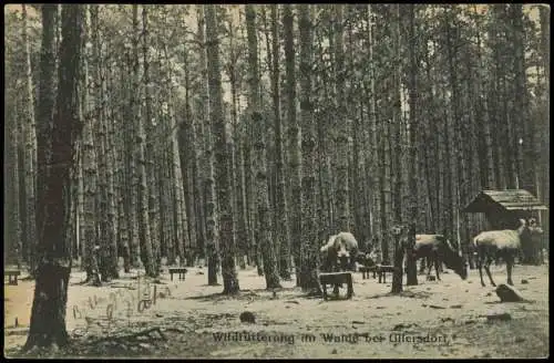 Ansichtskarte Ullersdorf-Radeberg Wildfütterung im Wald 1912