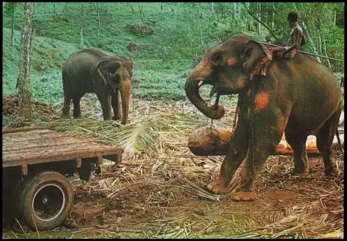 Ansichtskarte  Tiere Elefanten ELEPHANTS AT WORK (Sri Lanka) 1975