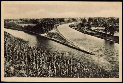 Postcard Melnik Mělník Weinreben am Hang Fluß 1940