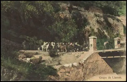 Postcard PERU Landschaften Grupo de Llamas. 1916