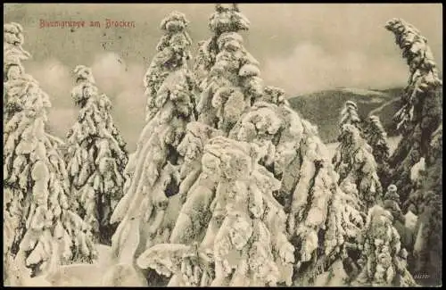 Ansichtskarte Ilsenburg (Harz) Baumgruppe am Brocken im Winter 1907