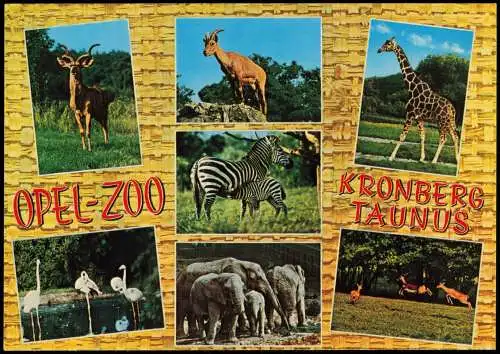 Kronberg Cronberg Taunus Mehrbild-AK Tiere Opel-Zoo FREIGEHEGE für  1975