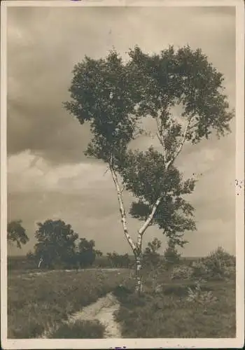 .Niedersachsen Stimmungsbild Lüneburger Heide Frühlingsmorgen 1931