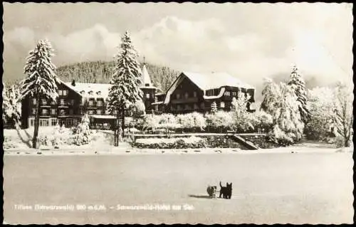 Ansichtskarte Titisee-Neustadt Schwarzwald-Hotel, Hunde im Schnee 1965