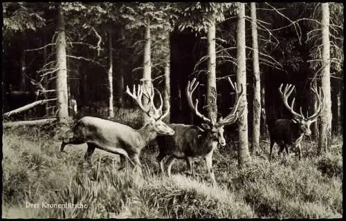 Ansichtskarte Bad Harzburg Marienteichbaude Hirsche 1962