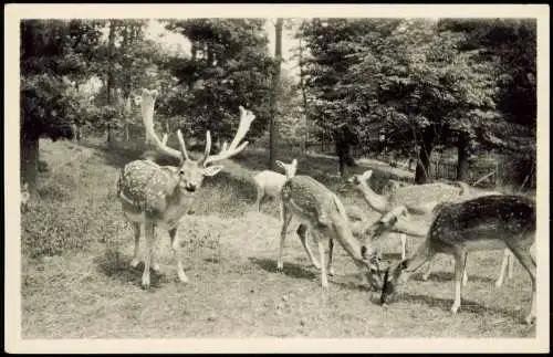 Dornholzhausen-Bad Homburg vor der Höhe Hirschgarten - Fotokarte 1962