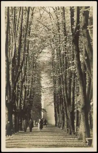 Ansichtskarte Düsseldorf Hofgarten Seufzerallee 1920