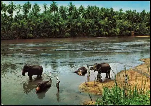 Ansichtskarte  Tiere - Elefant Elephant bath KATUGASTOTA (KANDY) 1970