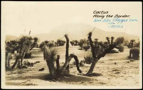 USA United States of America Cactus Along Border Grenzland Wüste Kakteen 1924