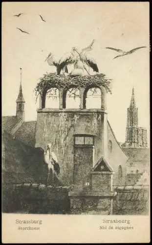 Straßburg Strasbourg Nid de cigognes Storchnest Storch auf dem Dach 1910