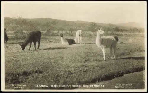 .Argentinen .Argentina LLAMAS. República Argentina. Region Andina 1930