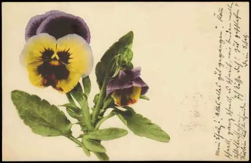 Ansichtskarte  Botanik :: Blumen Naturfarben Stiefmütterchen 1902