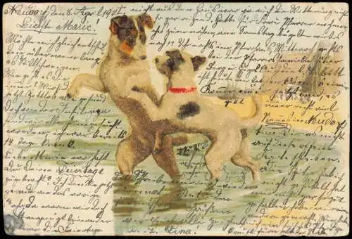 Ansichtskarte  Tiere - spielende Hunde Künstlerkarte 1901 Perlen