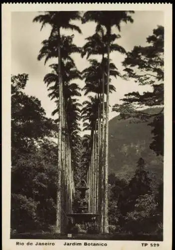 Postcard Rio de Janeiro Jardim Botanico (Park) 1930