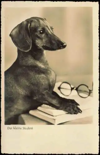 Ansichtskarte  Tiere Hunde Dogs: Dackel Hund "Der kleine Student" 1940